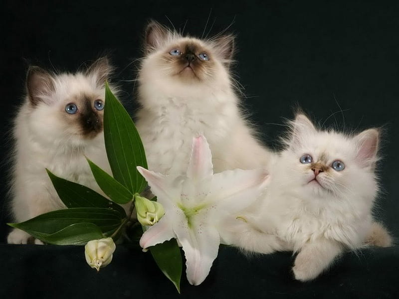 COTTON CANDY KITTIES, siamese, kittens, flowers, white, fluffballs, cats, fur, st joseph lilies, HD wallpaper