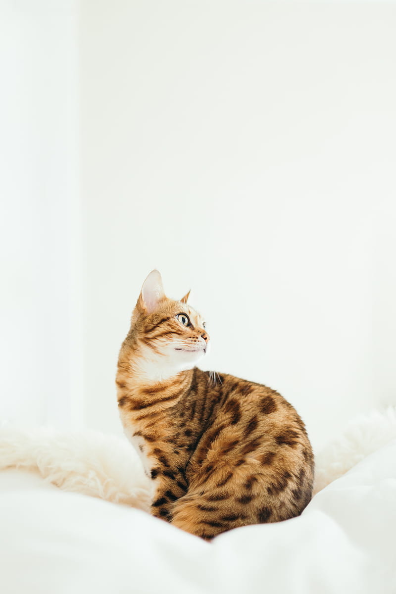 cat sitting on cushion, HD phone wallpaper