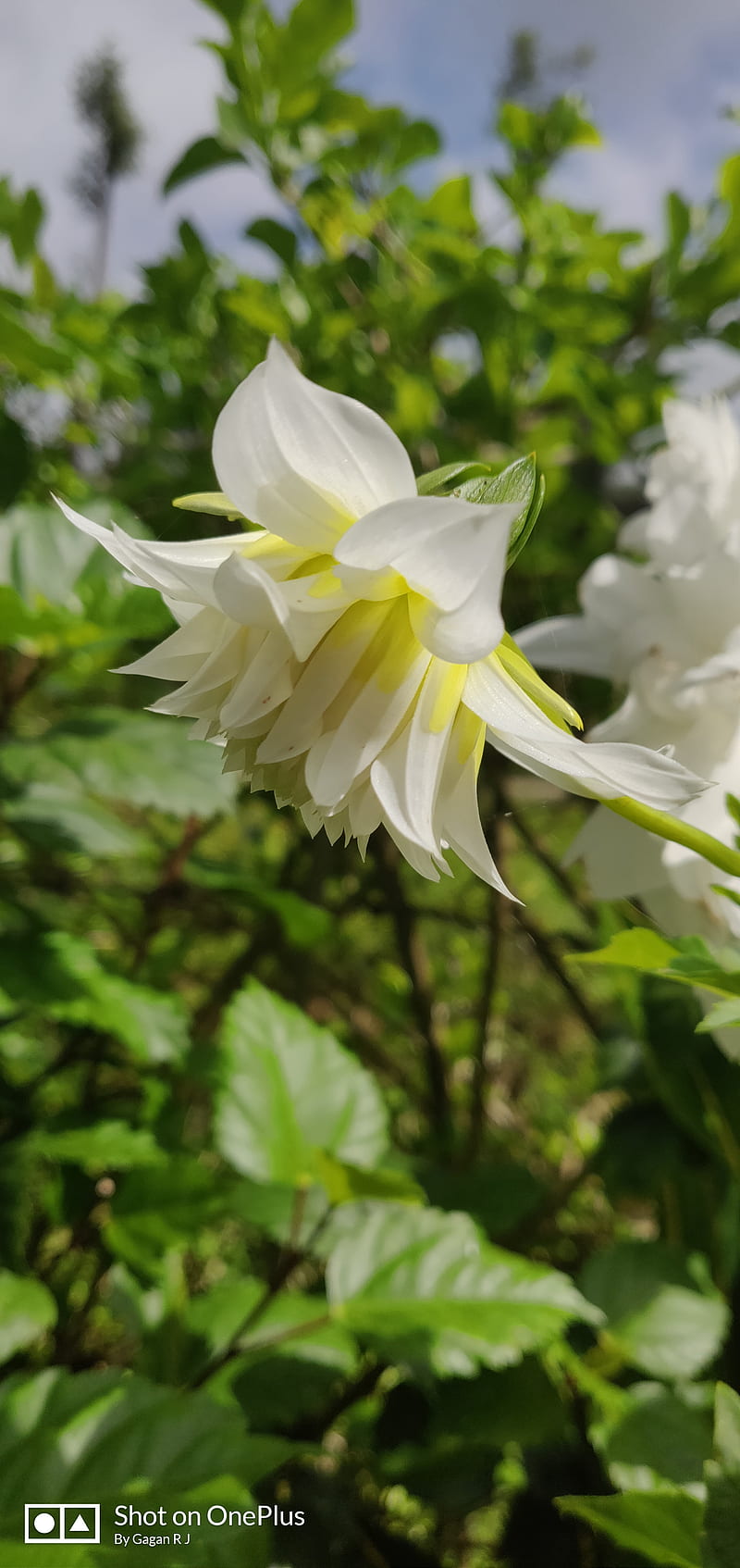 Flower, bonito, dahlia, lilies, pretty, white, HD phone wallpaper