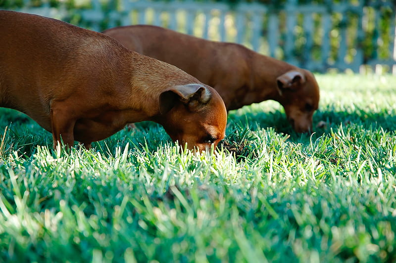 two short-coated tan puppies on grass field during dayitme, HD wallpaper