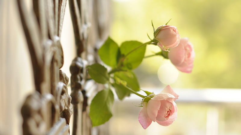 Pink Roses, fence, close-up, roses, buds, pink, HD wallpaper