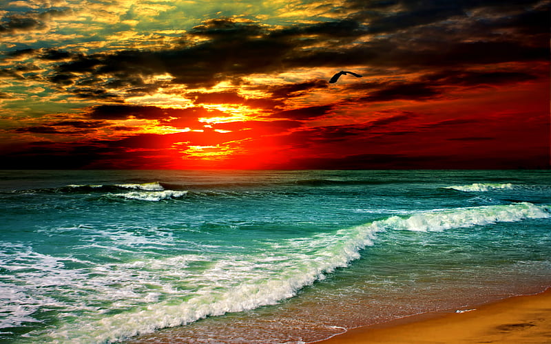 Splendor, pretty, colorful, summer time, sun, bonito, sunset, clouds, seagulls, sea, red sunset, beach, sand, beauty, sunrise, lovely, view, ocean, sunlight, colors, sunset beach, waves, ocean waves, sky, bird, peaceful, summer, nature, HD wallpaper