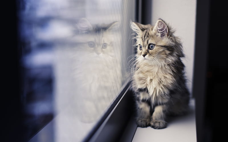 persian kitten window, persian cat, pets, cute animals, cats, persian cats, HD wallpaper