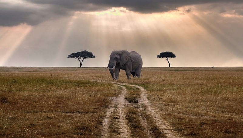 elephant waiting for a bus on the savanna, sun beams, grass, elephant, savanna, road, trees, HD wallpaper