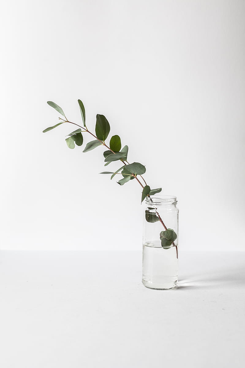 green leafed plant in glass jar, HD phone wallpaper