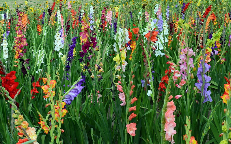Gladiolus, flowers, nature, field, HD wallpaper