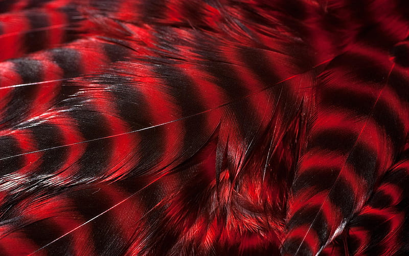 red feathers texture feathers backgrounds, macro, background with feathers, close-up, feathers textures, red feathers background, HD wallpaper