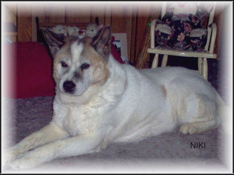 Niki, rip, large, my best friend, dog, HD wallpaper
