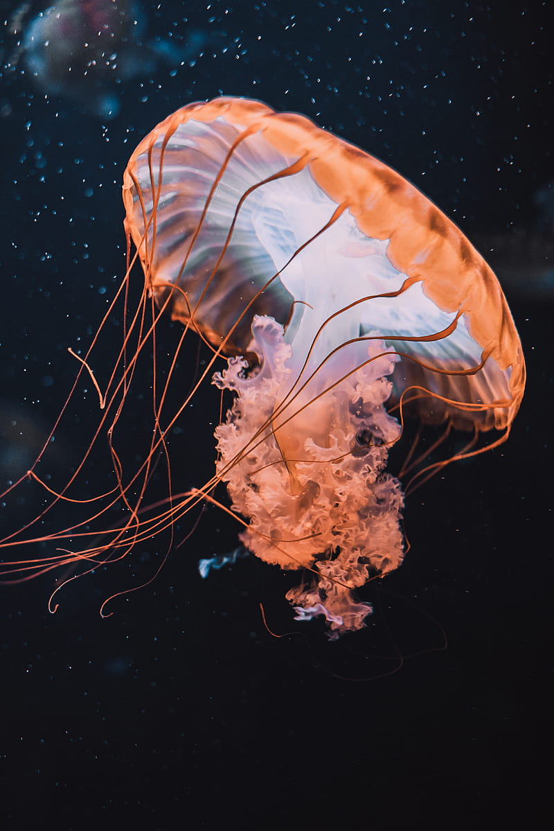 brown jellyfish in blue water, HD phone wallpaper