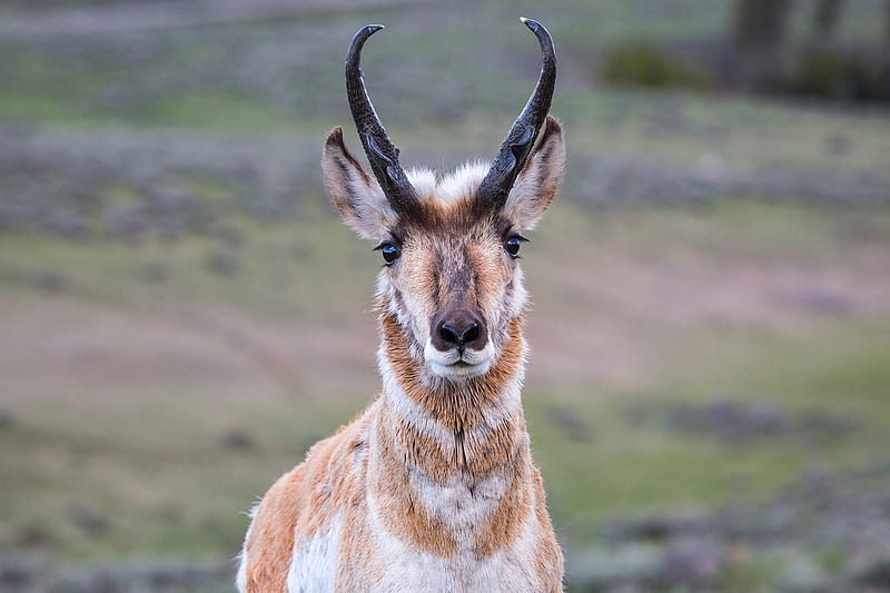 A male pronghorn on Blacktail Deer Plateau, Yellowstone National Park, Antilocapra americana, Blacktail Deer Plateau, Pronghorn, American antelope, Yellowstone National Park, HD wallpaper