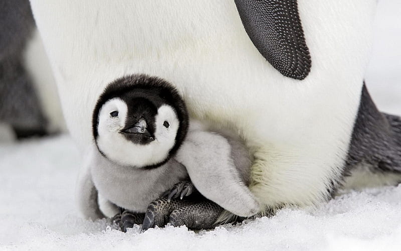 penguin, cute animals, cub, antarctic, HD wallpaper