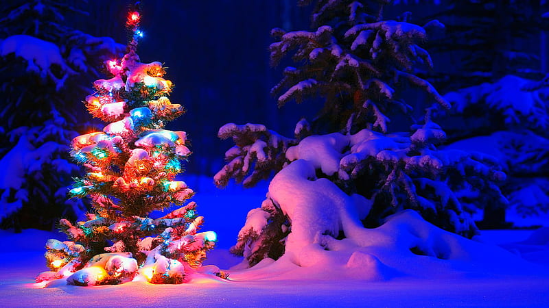 Decorated Christmas Tree In Snow Field Christmas, HD wallpaper
