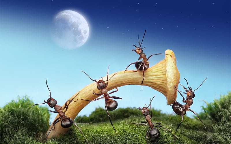 ants, mushroom, night, creative, HD wallpaper