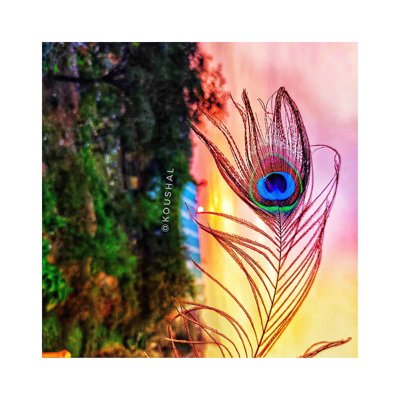 Lord Krishna, gita, love, nature, peacock, peacock feather, real, sunset, HD  wallpaper | Peakpx