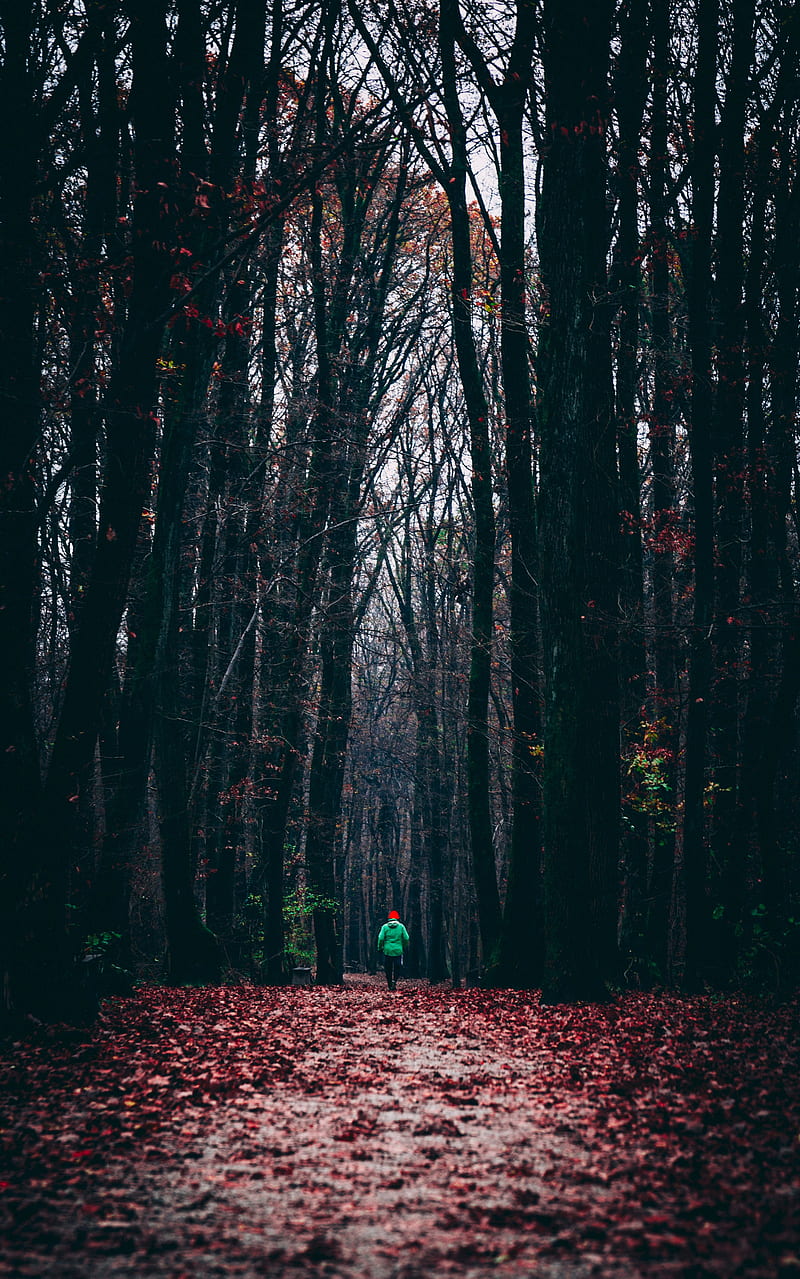 forest, autumn, man, lonely, run, foliage, HD phone wallpaper