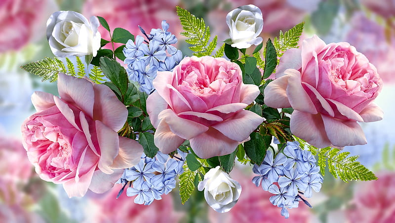 Pink Roses, Graphics, Pink, Roses, Flowers, HD wallpaper | Peakpx