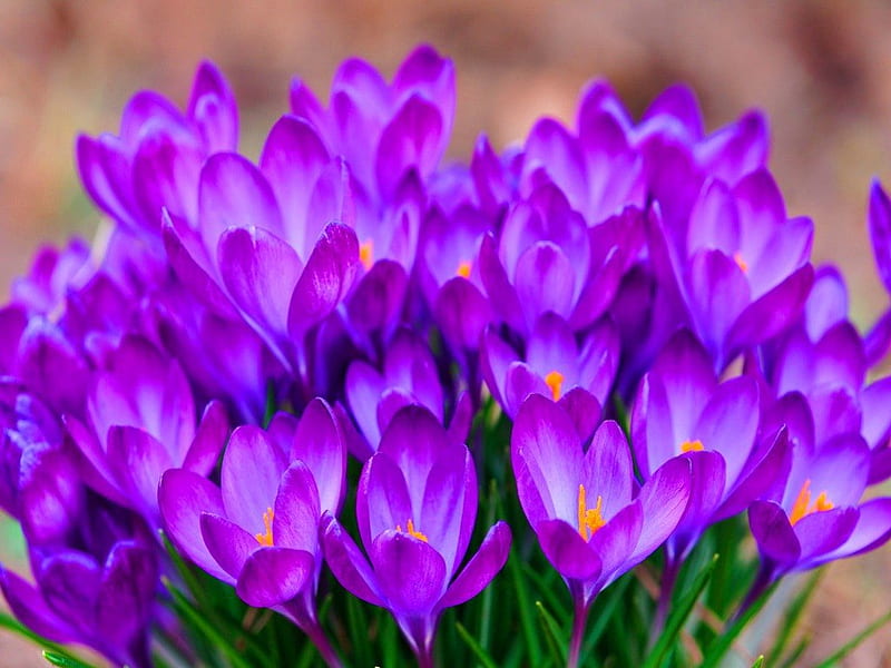 Purples in bloom, garden, flowers, spring, purple, HD wallpaper | Peakpx