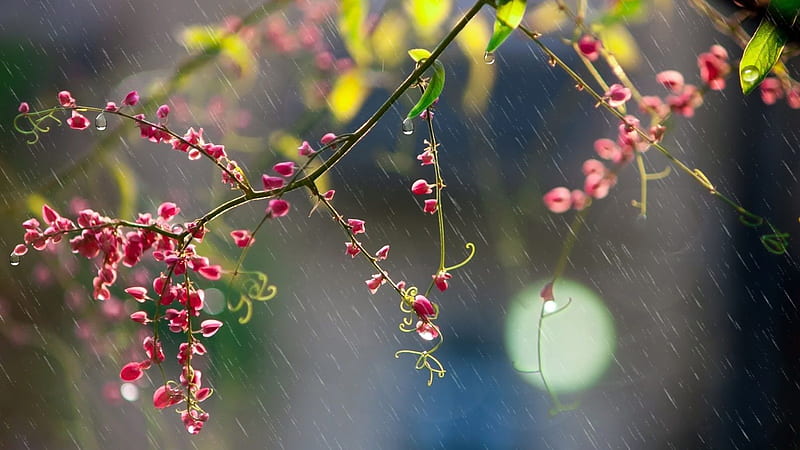 April Showers, rain drops, April, spring, showers, bokeh, flowers, blossoms, rain, blooms, Firefox Persona theme, HD wallpaper