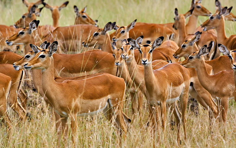 herd of female impala masai mara kenya, 1, 2, 3, 4, HD wallpaper