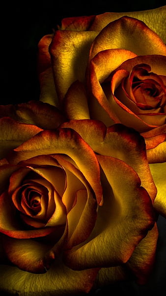 Golden Rose, golden, rose, HD wallpaper | Peakpx
