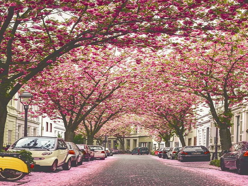 Cherry Blossom Trees, carros, trees, driveway, pink, HD wallpaper