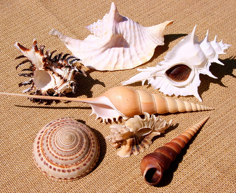Various shells ***, morze, rozne, nature, muszelki, HD wallpaper | Peakpx