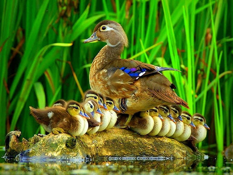 Busy Mom, ducks, water, chicks, grass, HD wallpaper