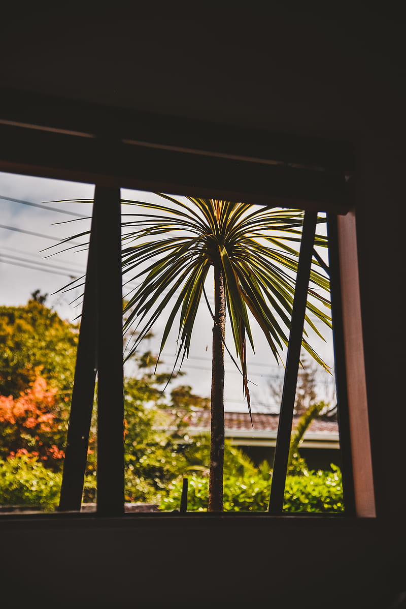 Green palm tree during daytime, HD phone wallpaper | Peakpx
