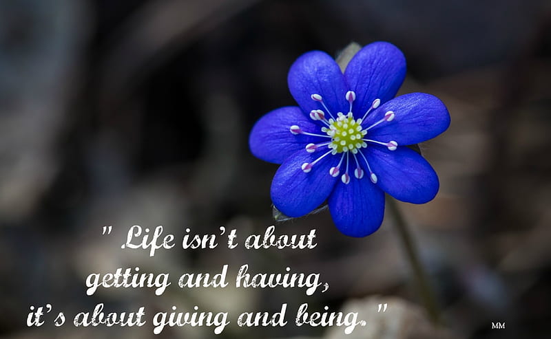 Life, Words, Thoughts, Flowers, Nature, Quotes, Blue flower, HD wallpaper