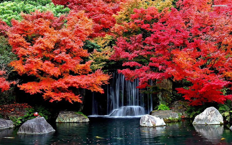 Autumn waterfall, waterfall, tree, autumn, rock, HD wallpaper | Peakpx