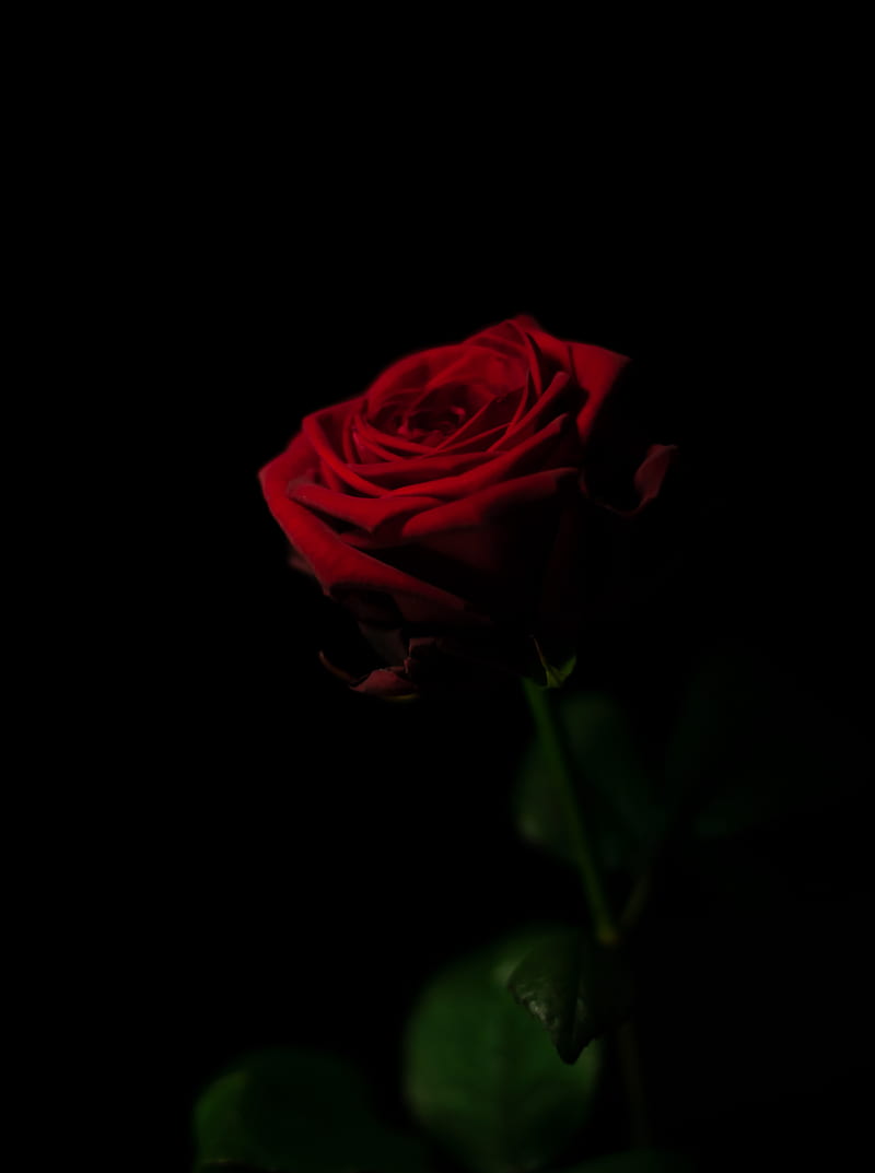 Red rose in dark room, HD phone wallpaper | Peakpx