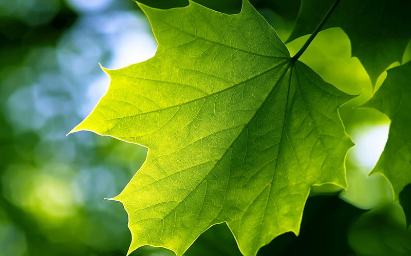 a green leaf-Plant macro graphy, HD wallpaper