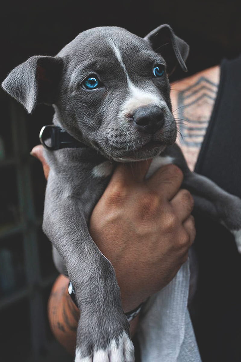 Pupper, dog, pitbull, dogs, greyhound, bite, man, tattoo, pet, HD phone wallpaper