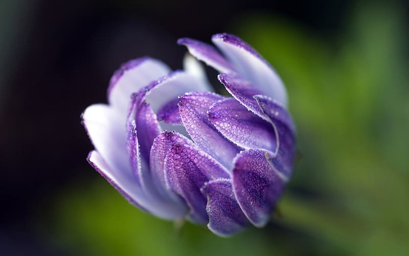 Purple African Daisy Spring Plant Closeup, HD wallpaper