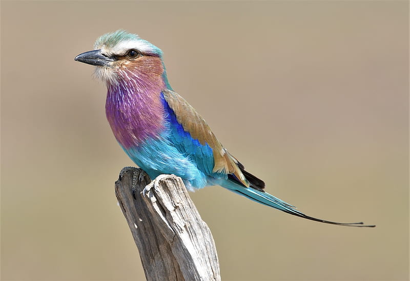 Birds, Lilac-Breasted Roller, Bird , Africa , Roller , Zambia , South Luangwa, HD wallpaper