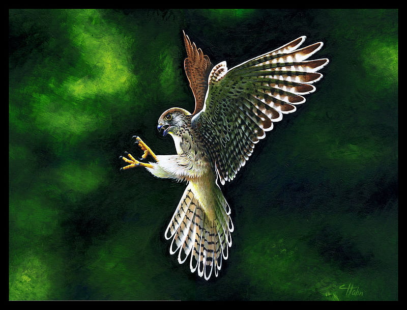 Kestrel, art, 3d, bird, paint, eagle, HD wallpaper