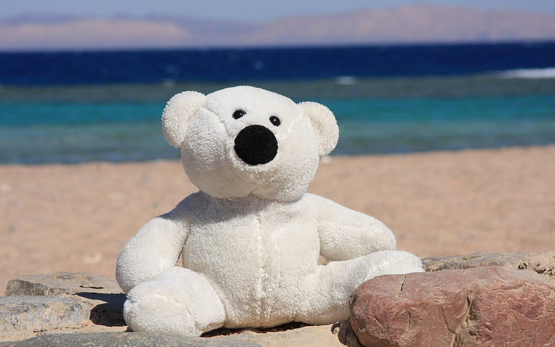 On the beach, toy, bear, sea, beach, sand, stone, summer, white, blue, HD wallpaper