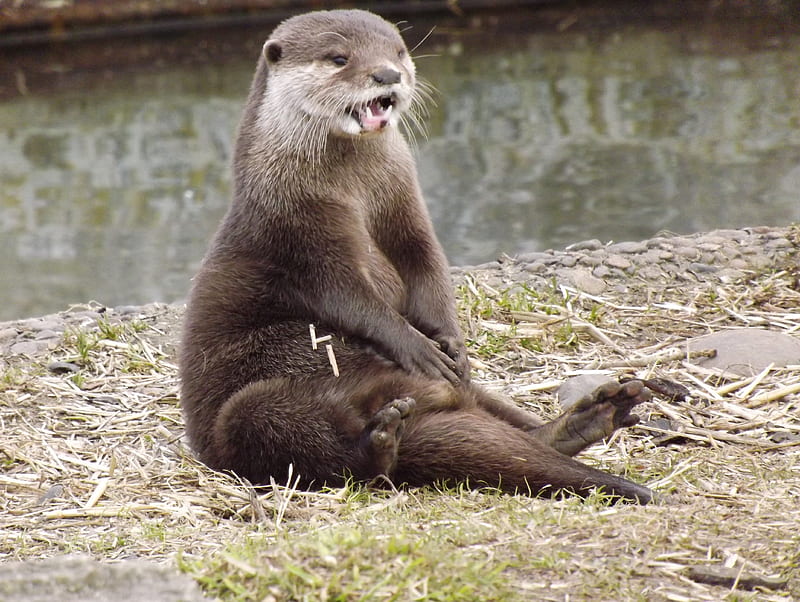 Asian Short-clawed Otter Playing, Asian short-clawed Otter, Asian Otter, Cheeky Animal, Otter, HD wallpaper