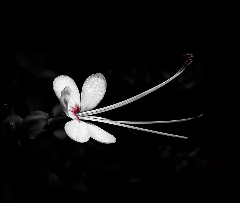 Black White Flower , black and white, girl, phone, screen, tumblr, HD wallpaper