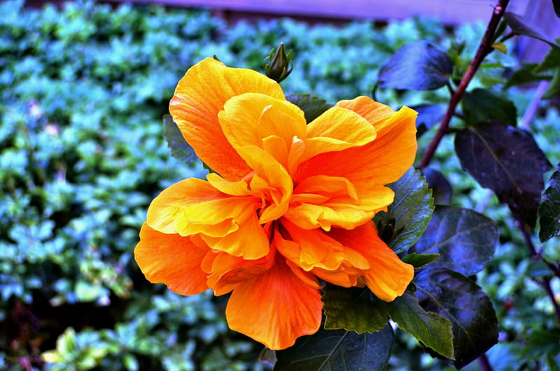 Hibiscus Flower, leaves, blossom, orange, yellow, garden, HD wallpaper