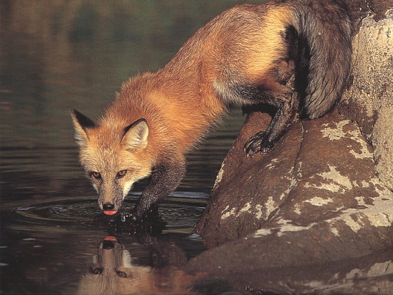 Raposa (:, raposa, fox, HD wallpaper