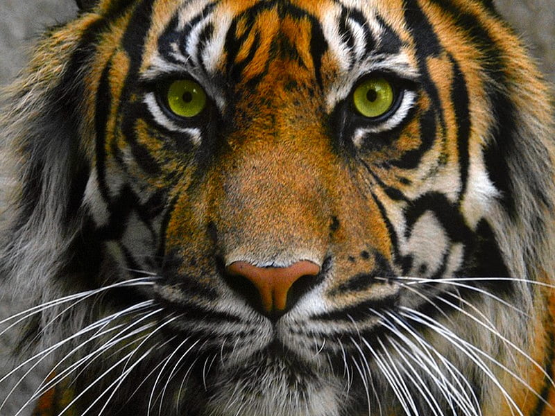 tiger eyes, face, tiger, eyes, HD wallpaper