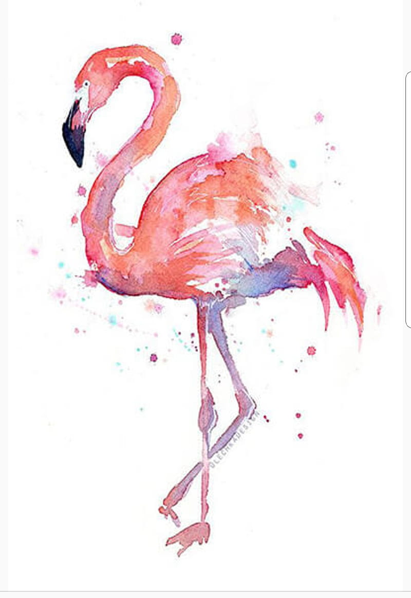 Watercolors, flamingo, pink, HD phone wallpaper