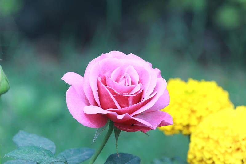 Pink Rose in Bloom, HD wallpaper