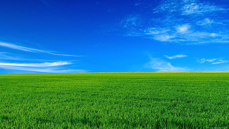 Green grass background 1 Royalty Free Vector Image