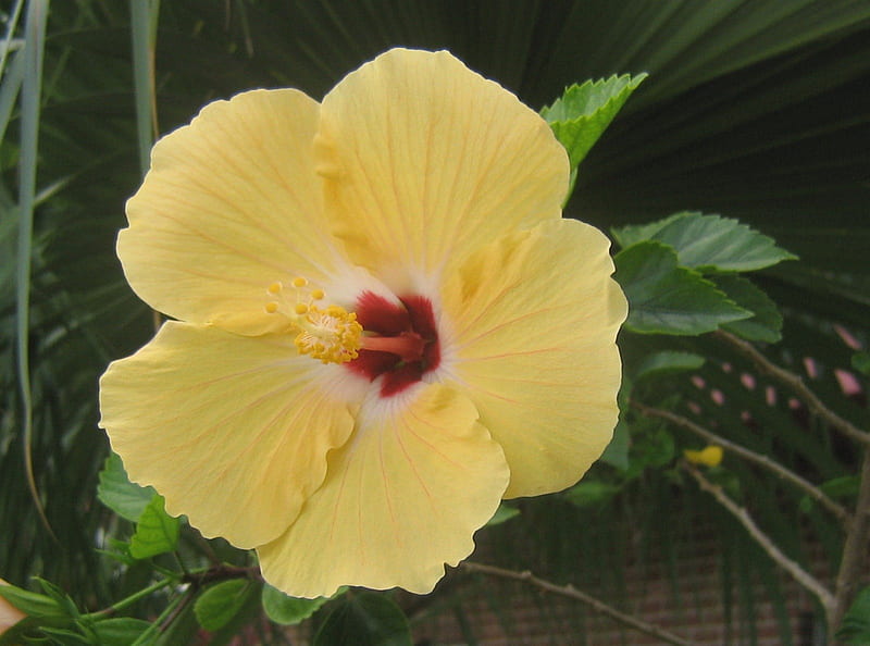 Yellow Red Center Hibiscus, red, hibiscus, yellow, leaves, green, large, flower, day, nature, petals, HD wallpaper