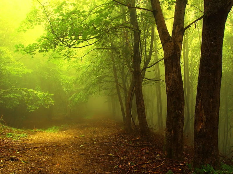 Misty green, path, forest, green, mist, HD wallpaper | Peakpx