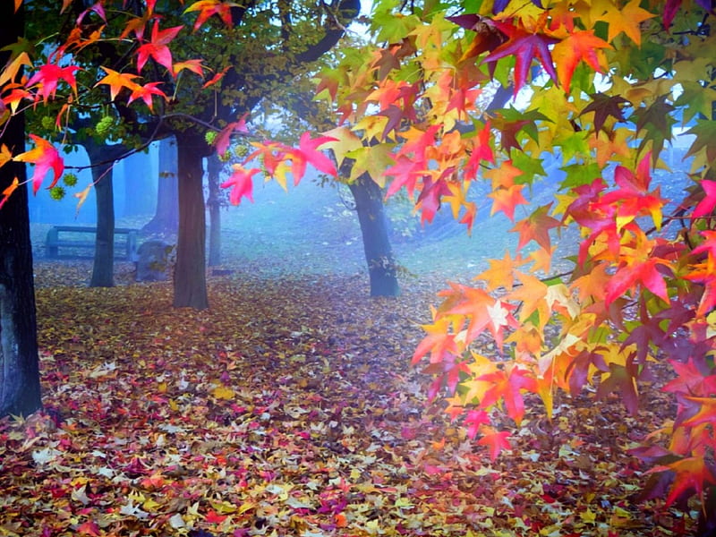 Autumn in Garden, color, HD wallpaper