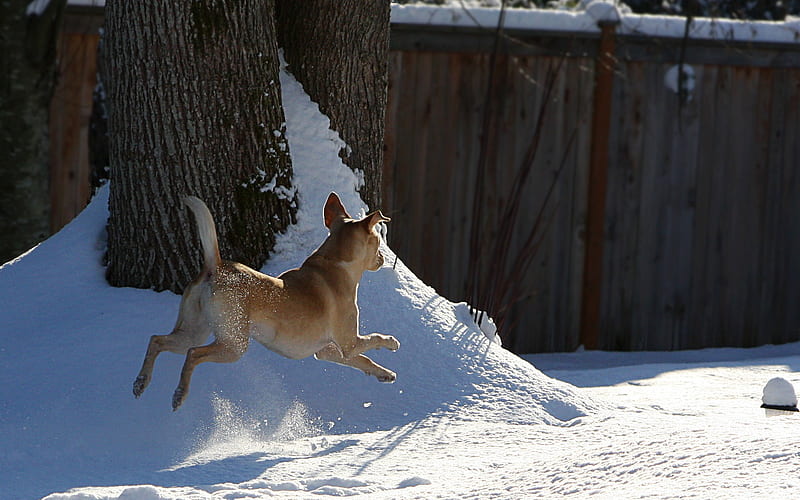 snow dogs playing, HD wallpaper