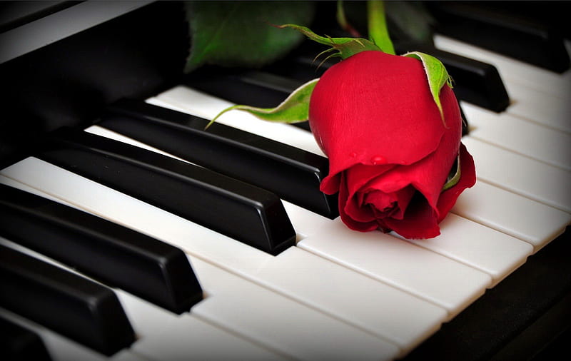 A rose on the piano keys, red, pretty, keys, rose, bonito, fragrance, nice, musician, love, flowers, musical, lovely, romantic, romance, music, scent, piano, HD wallpaper